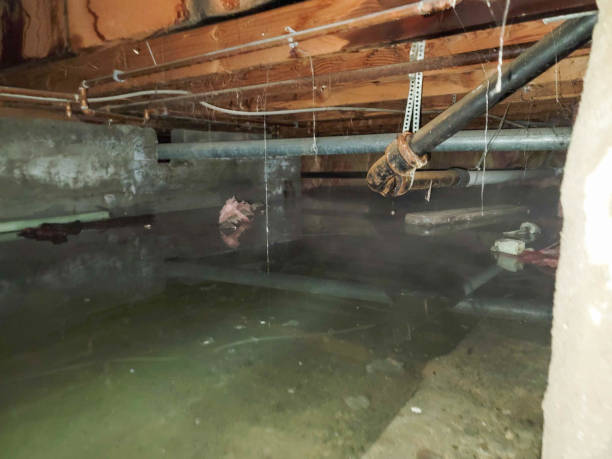 Best Local water damage restoration  in Salisbury, MO