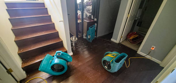 Best Mold removal after water damage  in Salisbury, MO